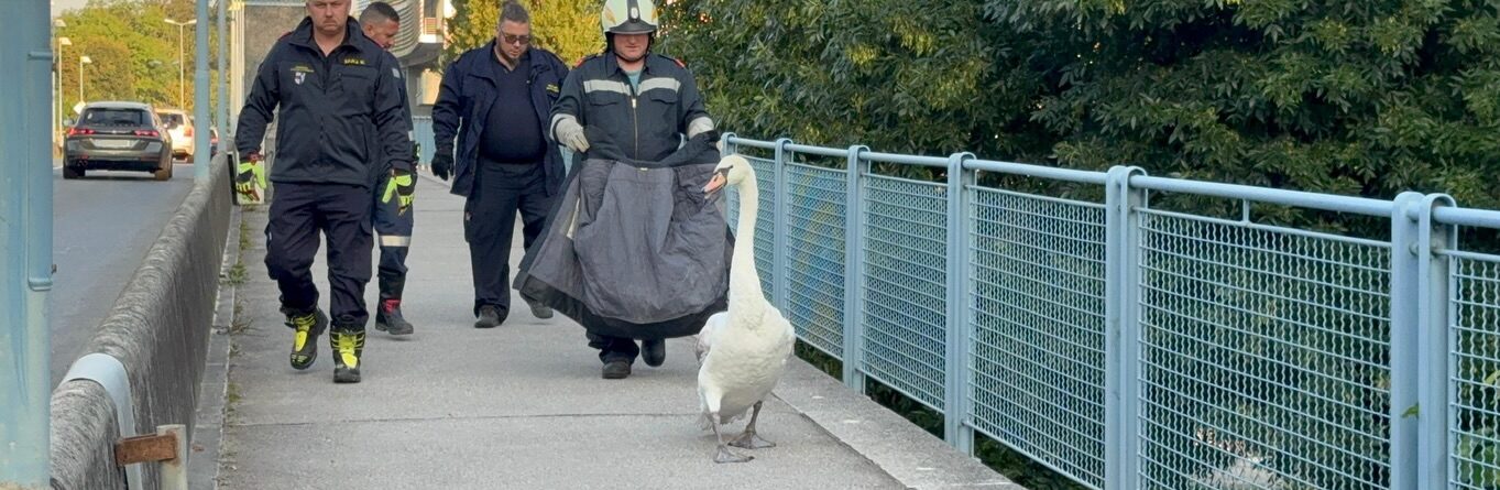 Tierrettung (T1) • 13.8.2025, 06:37 Uhr